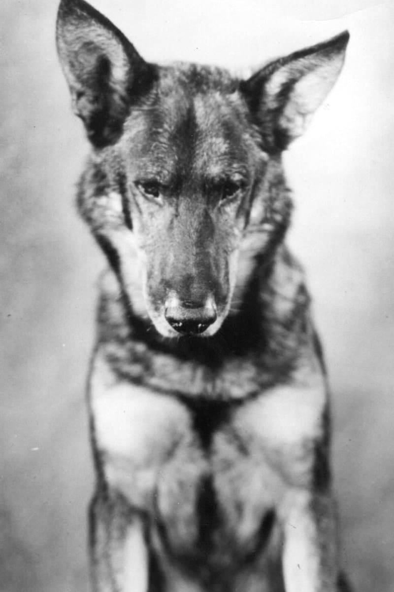 Rin-Tin-Tin